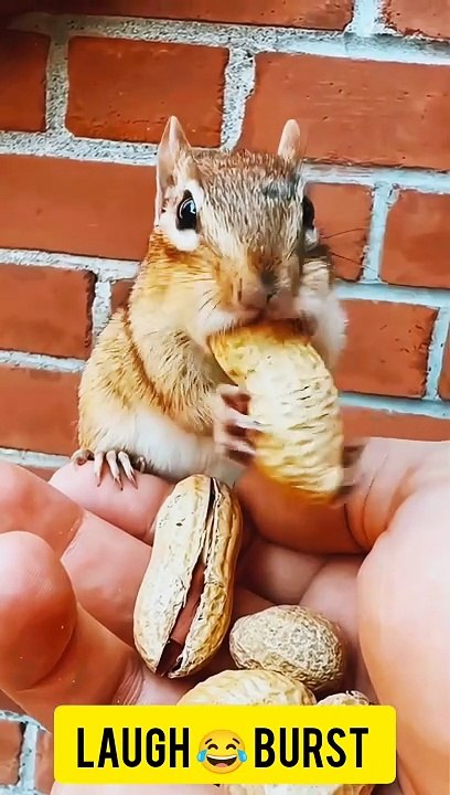 Funny short hilarious