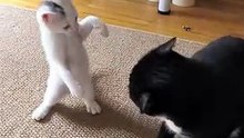 Episode 6 funny cat fight  #the silly snout