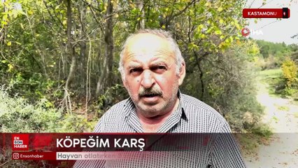 Kastamonu'da hayvan otlatırken 3 köpeği komşusu tarafından bıçaklandı