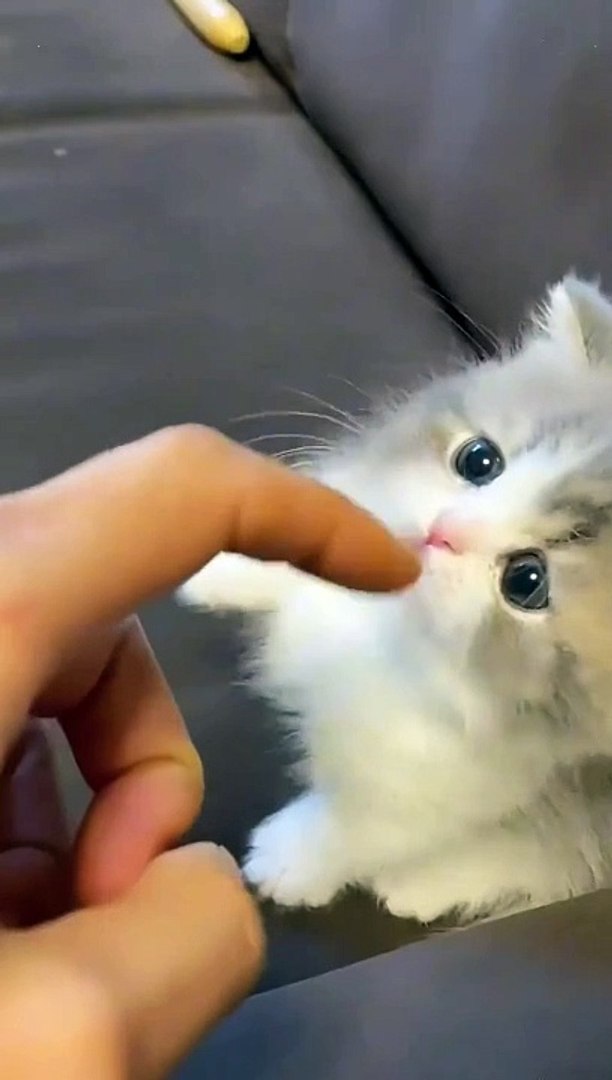 ⁣Episode 7 Funny memes || Funny pets