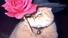 Episode 8 Funny memes || Cute pets