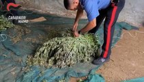 Bortigali. Maxi sequestro di marijuana eseguito dai Carabinieri