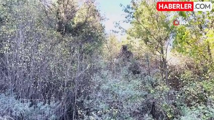 Kastamonu'da Köpekler Kavga Etti, Komşu Bıçakladı