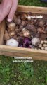 Comment bien planter les bulbes de printemps en automne pour obtenir une belle floraison ?