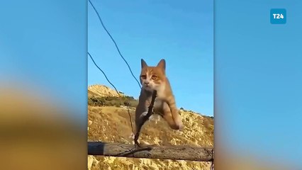 İstanbul İtfaiyesinden ‘kedi’ paylaşımı