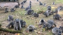 Raccoon invasion