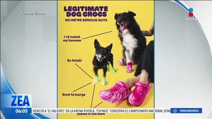Crocs lanza colección para perros