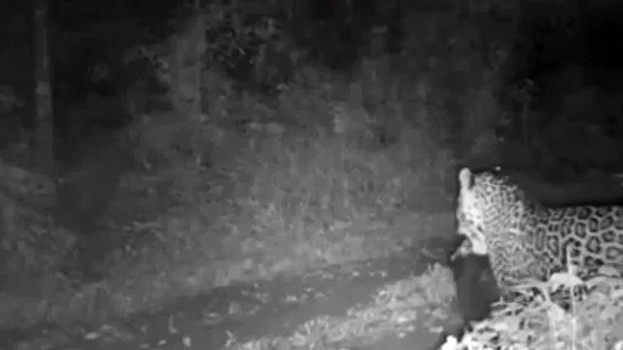 Câmera flagra onça-pintada caçando cão em parque estadual no RS