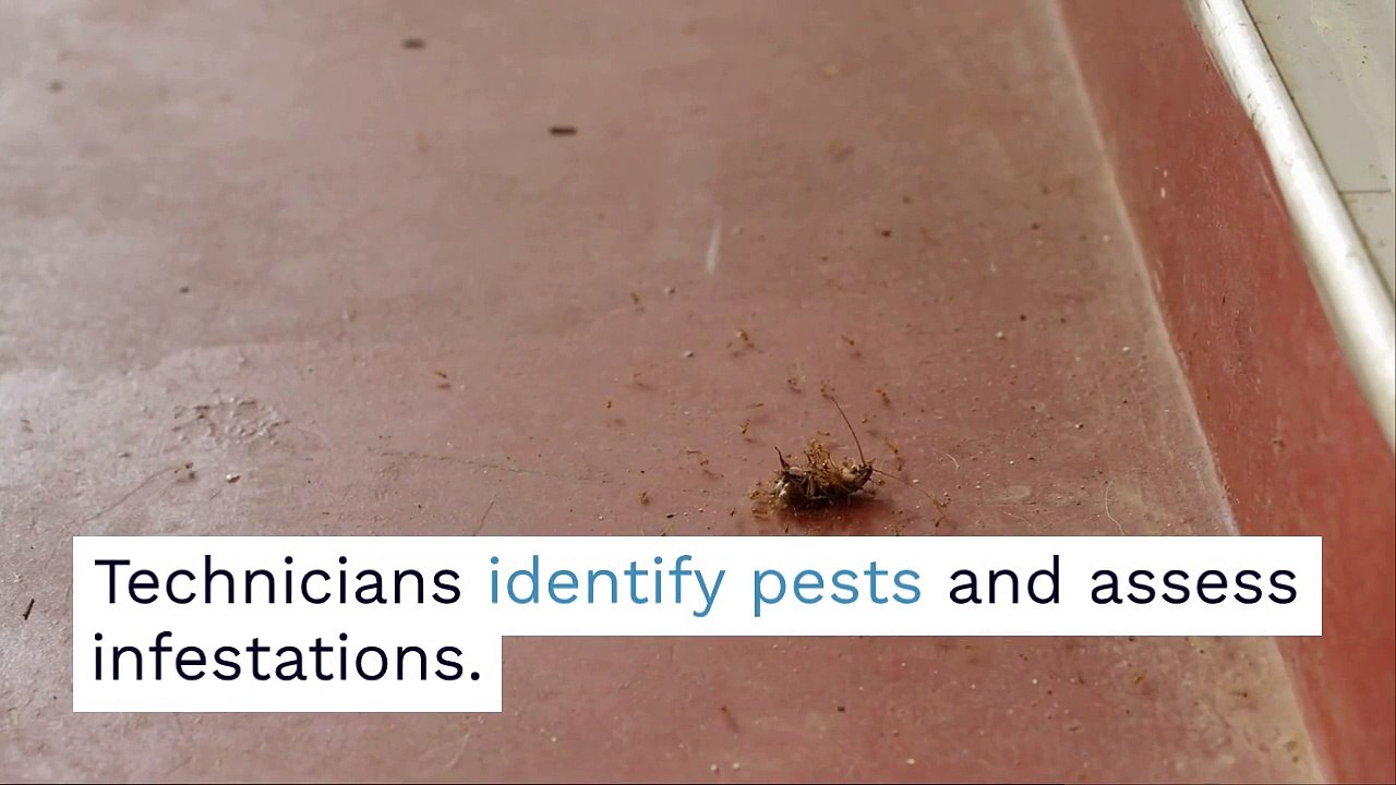 Pest Control Service ProControl Management Services Port St. Lucie