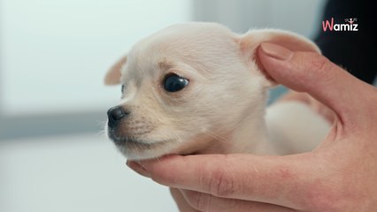 Seine-Maritime : un homme présenté devant le tribunal pour avoir brûlé son chiot avec des cigarettes