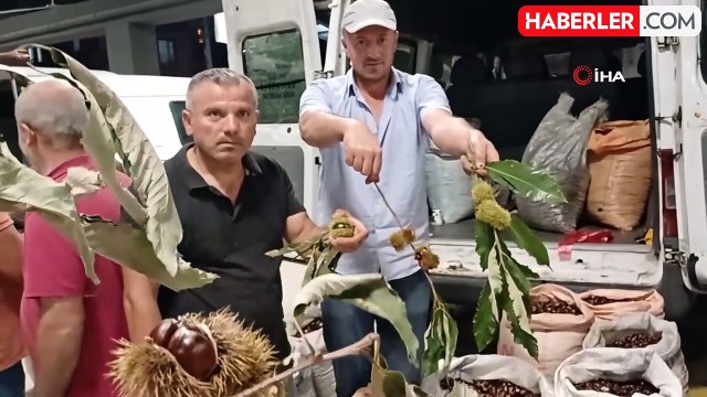 Düzce Kuzu Kestanesine Yoğun İlgi: Kilosu 200 Lira