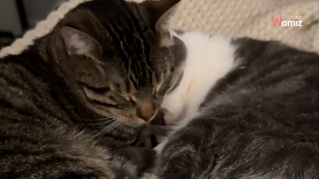 Sie möchte eine Katze aus dem Tierheim adoptieren: Die Heimreise verläuft nicht nach Plan