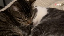 Sie möchte eine Katze aus dem Tierheim adoptieren: Die Heimreise verläuft nicht nach Plan