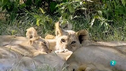 Documental Grandes parques de Africa Chobe