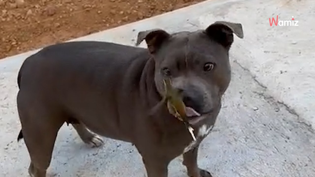 Wildvogel nähert sich riesigen Hunden: Über 13 Millionen halten den Atem an (Video)