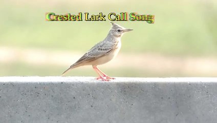 Listen to Nature's Finest Symphony: Crested Lark Call
