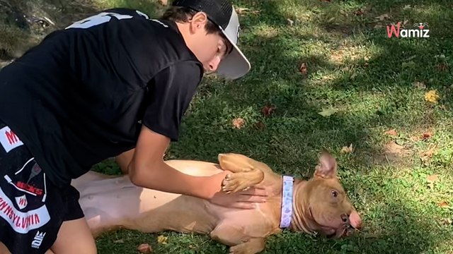 Nach einem Tag mit einer Freiwilligen möchte Hündin nicht zurück ins Tierheim: Doch es kommt ganz anders!