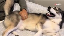 Un Husky entend le générique du dessin animé Bluey : sa réaction est adorable