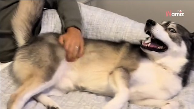 Un Husky entend le générique du dessin animé Bluey : sa réaction est adorable