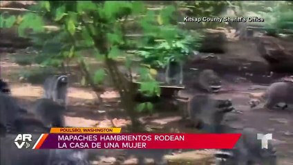 Mapaches hambrientos rodean la casa de una mujer en Washington