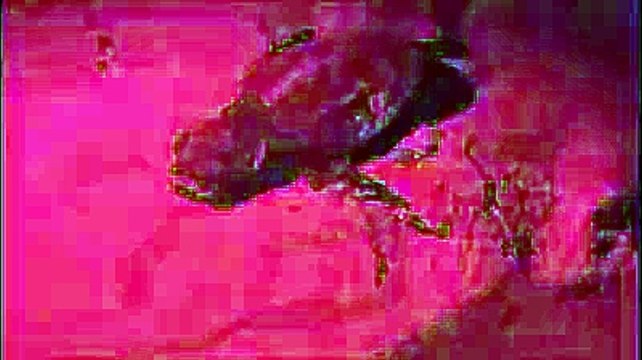 Le emozionanti immagini del tartarughino appena nato al Borsacchio