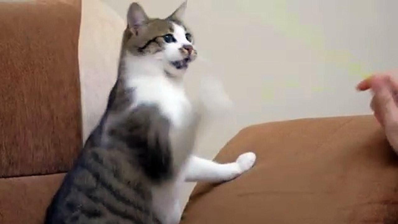 Cats