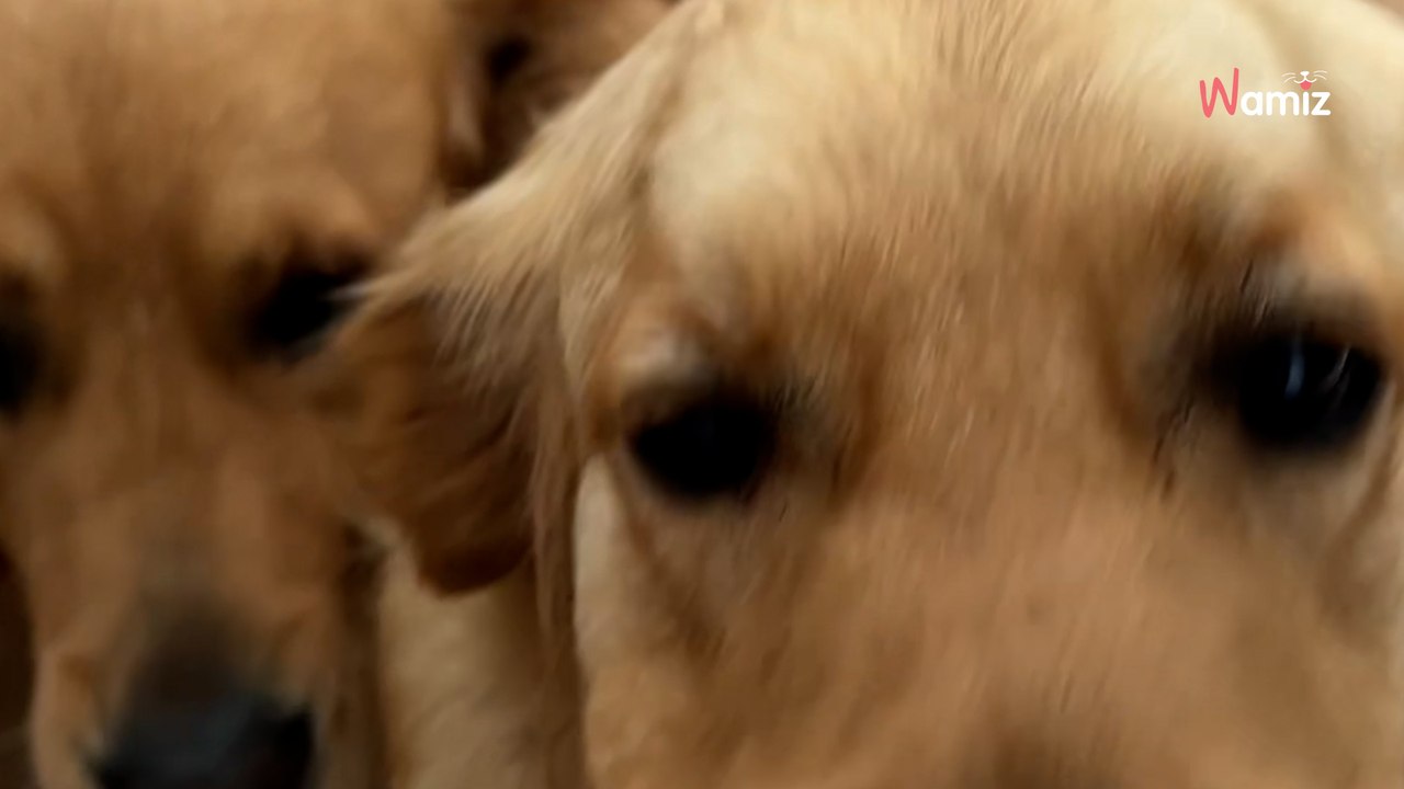 Golden Retriever bricht die Regeln, um beim Baby zu sein: Dann wird es emotional