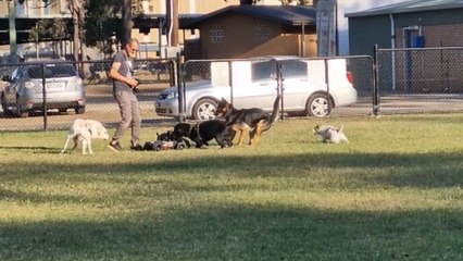 French Bulldog's UNREAL GRIP on display as he refuses to let go of RC car