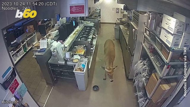 A Local Wisconsin Eatery Gets a Surprise From an Unexpected Guest