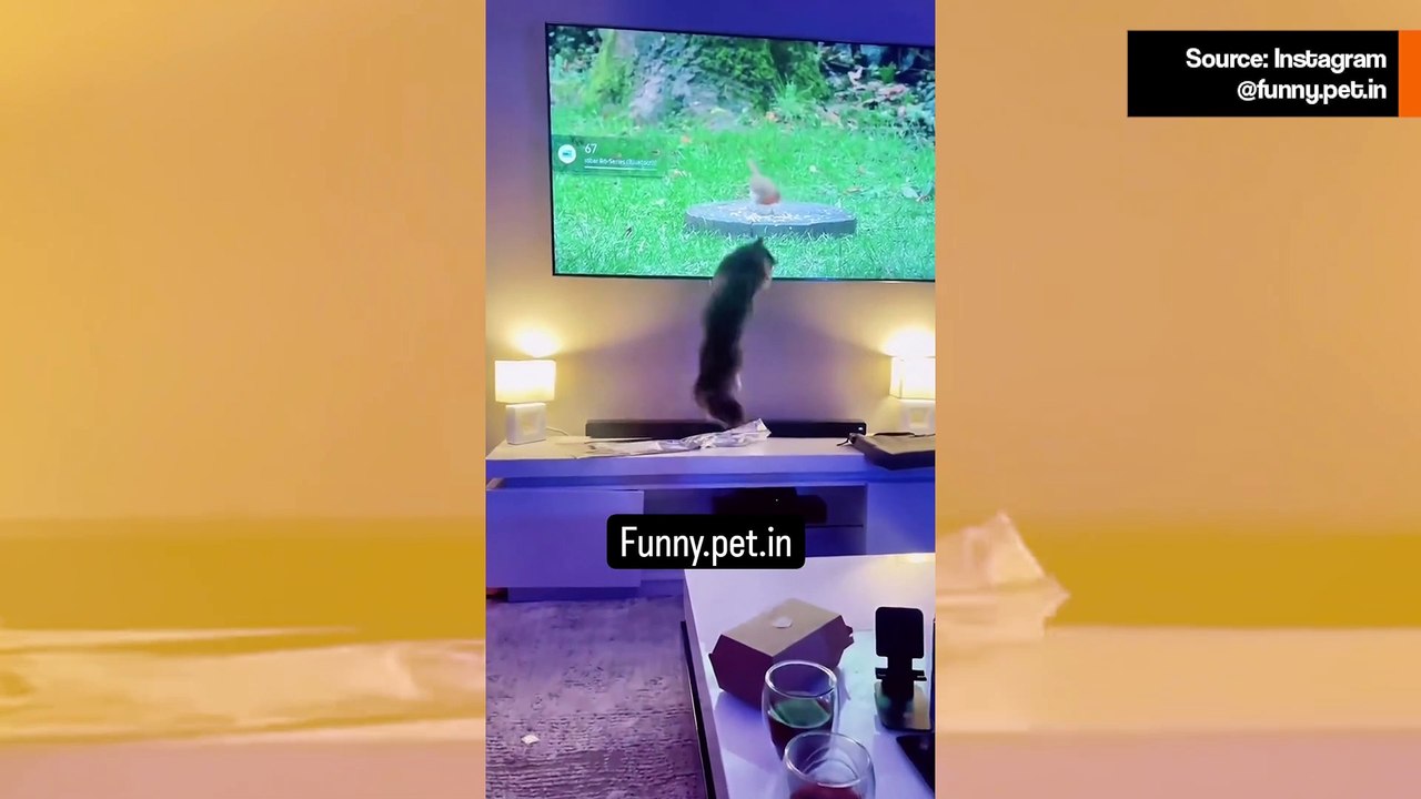 Hupaisat videot tallentavat kissojen säikähdykset, kun ne kohtaavat alumiinifolion