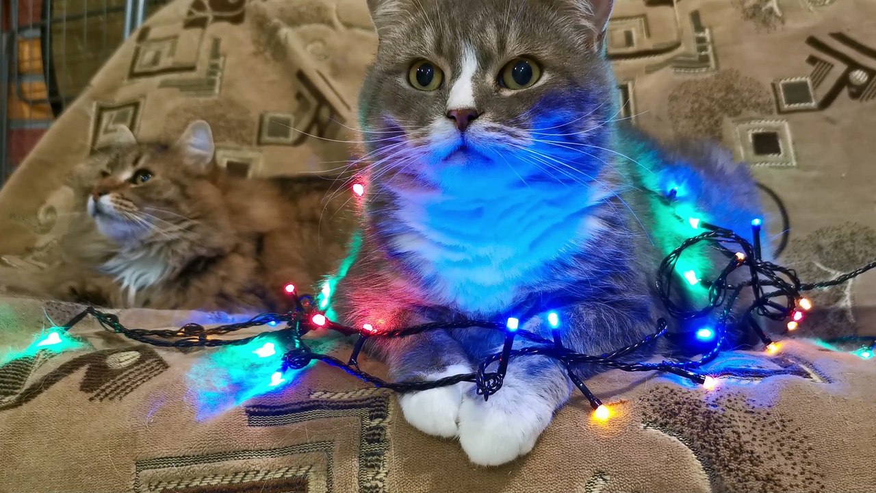 Gato Fofo