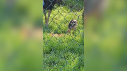 Logran grabar al rarísimo polluelo más letal del mundo dándose un atracón