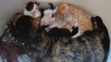 Miep en de poesjes, 22 april
