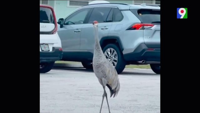 Animales avisan de los estragos de Huracán Milton | El Show del Mediodía