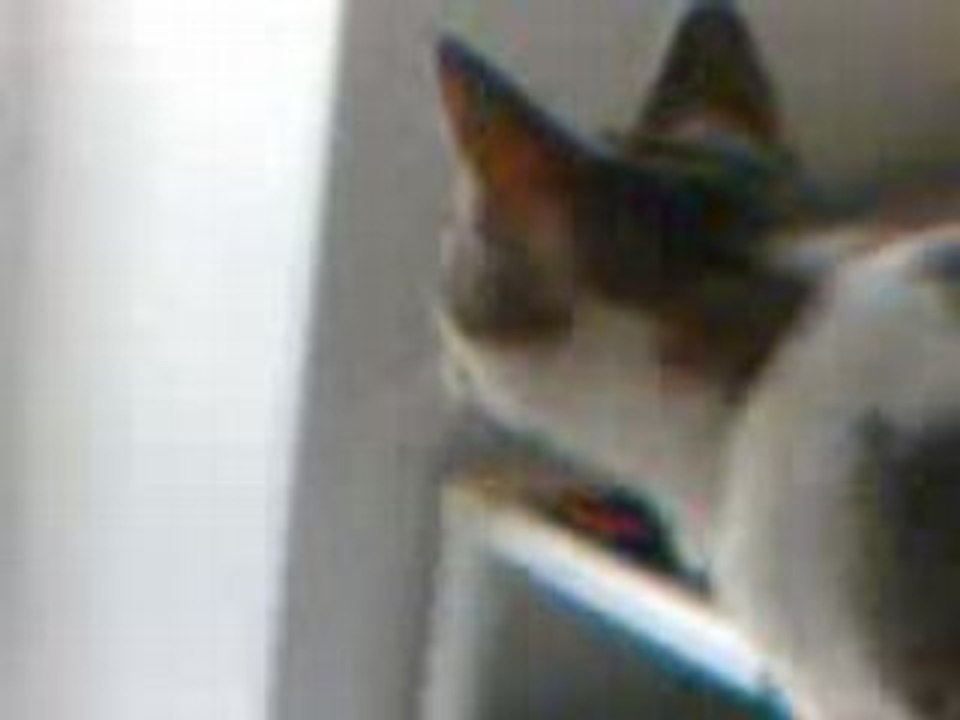 mon titi