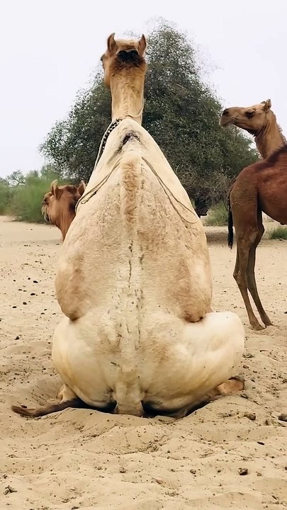 Camel  style #shorts