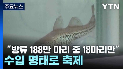 "방류 188만 마리 중 18마리만"...수입 명태로 축제 / YTN