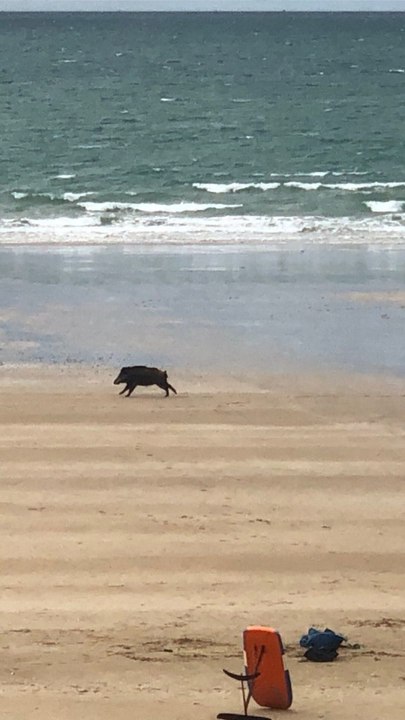 Sanglier à la plage