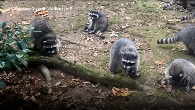 Woman Calls Police After Her Home Is Surrounded by 100 Raccoons