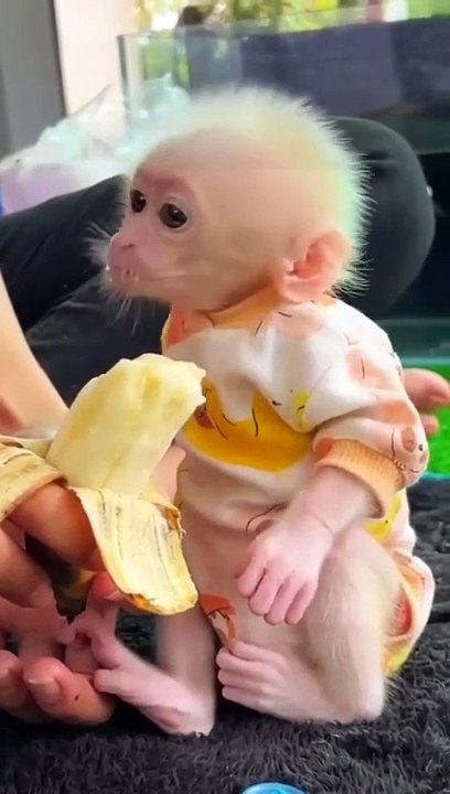 Monkey Baby Funny video