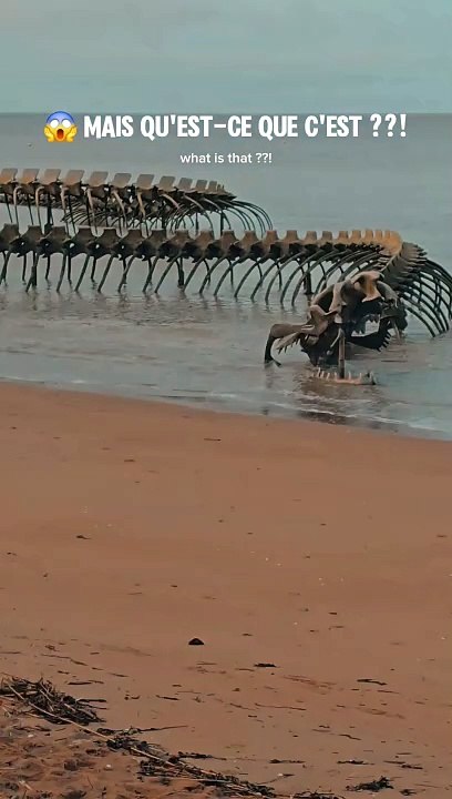 Mais qu'est-ce que c'est ??!! Serpent d'océan, Saint-Brévin-les-Pins