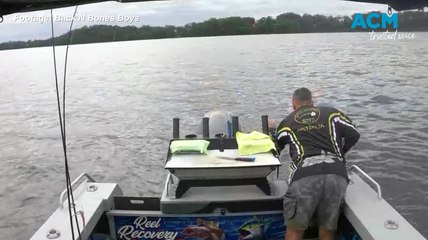 Great White Shark spotted in St Georges Basin