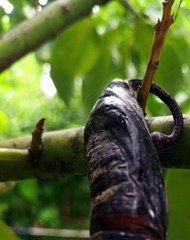 |HABIB ARIEL CORIAT HARRAR | ¿PODRÍA HABER VIDA EN PLANETAS “SUPERTIERRAS”? (PARTE 2) (@HABIBARIELC)