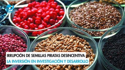 Irrupción de semillas piratas desincentiva la inversión en investigación y desarrollo
