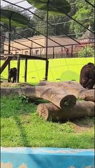 Alipur chidiyaghar #Zoo #Kolkata