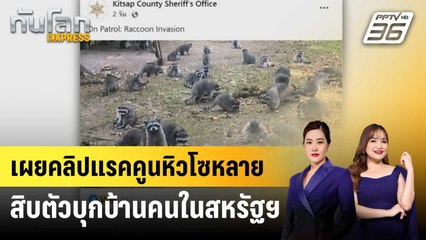 เผยคลิปแรคคูนหิวโซหลายสิบตัวบุกบ้านคนในสหรัฐฯ | ทันโลก EXPRESS | 11 ต.ค. 67