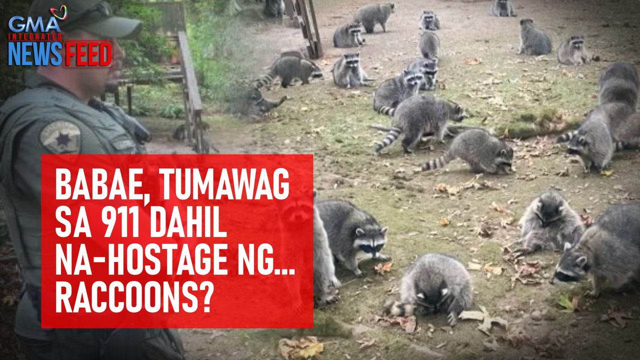 Babae, tumawag sa 911 dahil na-hostage ng... raccoons? | GMA Integrated Newsfeed