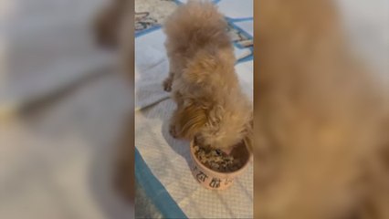 Un perro estaba a punto de ser sacrificado por su avanzada edad y en el último momento sucede lo que nadie esperaba