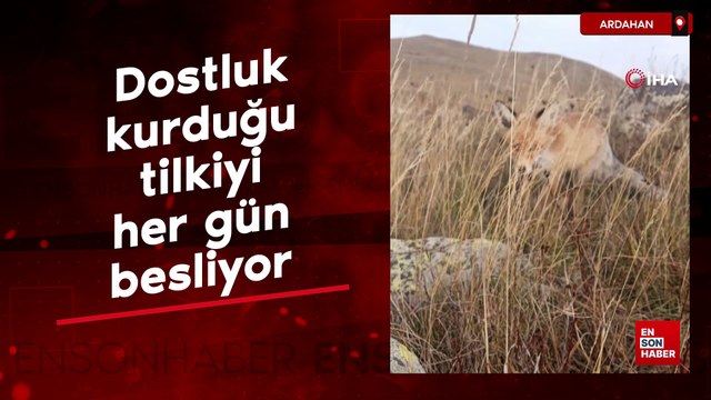 Ressam Nuh, dostluk kurduğu tilkiyi her gün besliyor