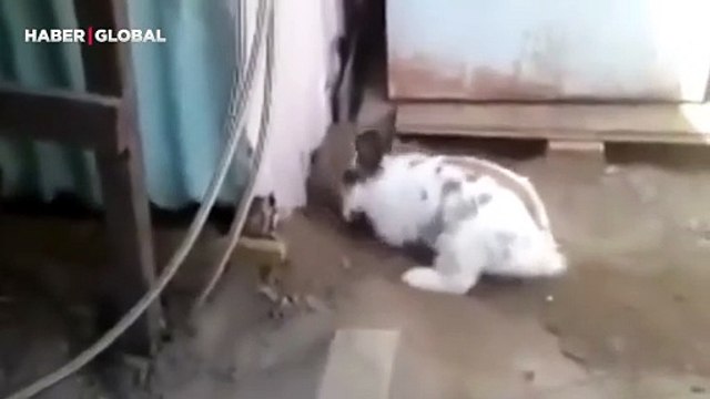 Sıkışan bir kedi gören tavşanın yaptıkları izlenme rekoru kırdı, kumu kazarak böyle çıkardı